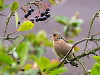 Chaffinch, male. 
 A songbird of the finch family. Size - 14-18 cm. The color of the plumage is dominated by burgundy, and brown, and blue, and gray, and white, and green shades.