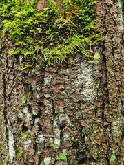 Moss on the bark of a pine tree. Fragment of a pine trunk. Autumn background.