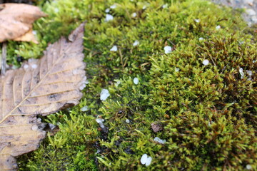 moss and hail on the ground