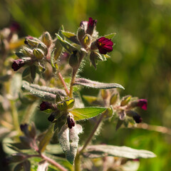 The dark brown nonea (lat. Nonea Pulla), of the family Boraginaceae. Central Russia.