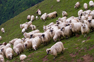 Sheep in the mountains of Paltinis, Romania