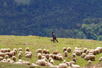 Flock of sheep in the mountains
