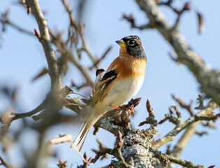 Chaffinch, (Latin Fringilla montifringilla).
It is a songbird, the size of a sparrow. In winter, the male finch has a brown-gray head, neck and anterior part of the back, and a white abdomen. The ches