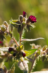 The dark brown nonea (lat. Nonea Pulla), of the family Boraginaceae. Central Russia.