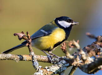 Titmouse (Latin Parus major).
 The dorsal side is yellowish-green, the ventral side is yellow with a wide black stripe along the chest and belly.