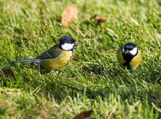 Two titmouses (Latin Parus major).
 The dorsal side is yellowish-green, the ventral side is yellow with a wide black stripe along the chest and belly.
