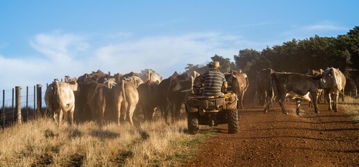 Close up of Stud Beef bulls and cows grazing on grass in a field, in Australia. eating hay and...