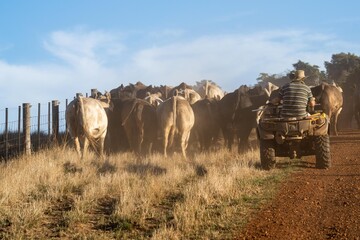 Close up of Stud Beef bulls and cows grazing on grass in a field, in Australia. eating hay and...