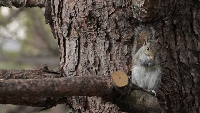 Grey Squirrel