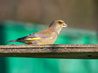 Green finch (Latin Chloris chloris).
 This is a bird, no bigger than a sparrow, but the beak and head are somewhat larger. The greenie got its name because of the characteristic yellow-green plumage, 