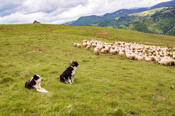 Shepherd dog at work