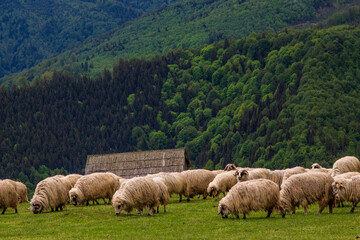 Flock of sheep in the mountains of Paltinis, Romania