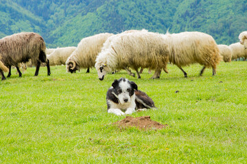 Obraz na płótnie Canvas Flock of sheep in the mountains, Romania