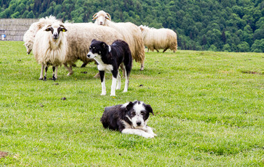 Fototapeta na wymiar Flock of sheep in the mountains