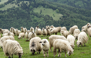 Obraz premium Flock of sheep in the mountains