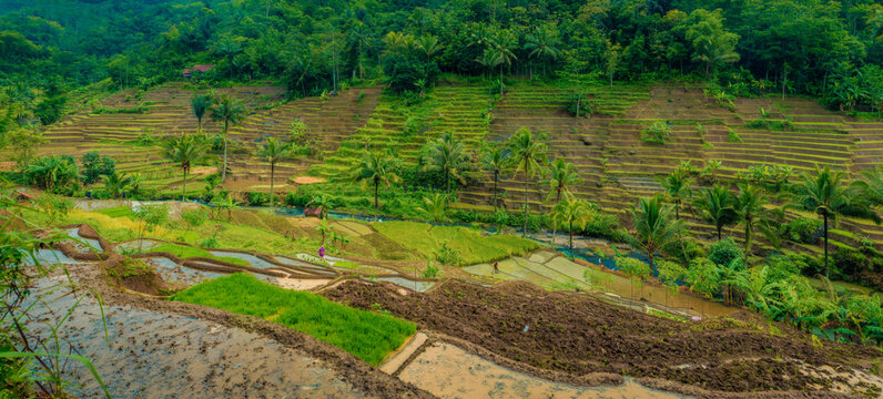 Selajambe rice field panorama