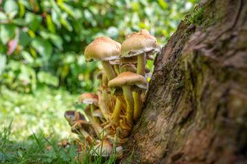 selected focus Hypholoma Fasciculare Sulphur Tuft  close up growing out of the side of a ttree stump
