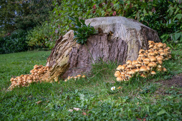 Hypholoma Fasciculare Sulphur Tuft or clustered woodlover Fungi growing on old  tree stump