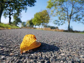 Fototapeta na wymiar yellow leaf on the road