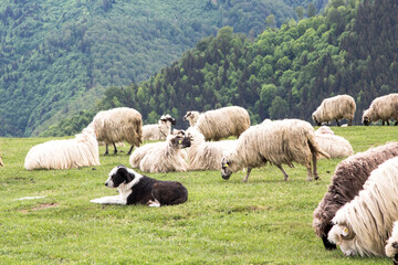 Shepherd dog at work