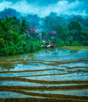 Rice field after rain early in the morning