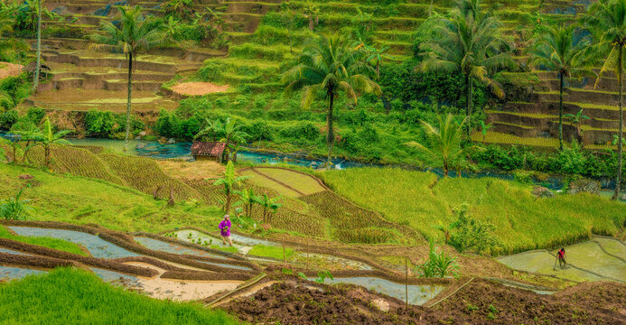 Selajambe rice field panorama detail