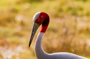 Obraz premium grey crowned crane