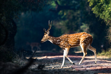 deer in the forest