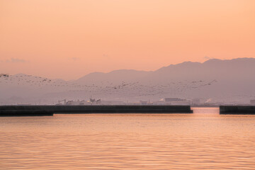 3月になり北へ帰る渡り鳥の群れ
