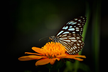 monarch butterfly on flower