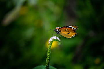ladybug on a leaf