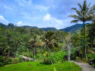 Obraz premium Rice field desa Puncak late in the morning
