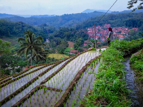 Ricefield Selajambe