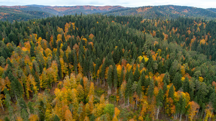 Obraz premium Aerial view of mountain road in beautiful forest at sunset in autumn. Top view from drone of winding road in woods. 