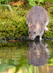 Brown Rat - in daylight foraging for food