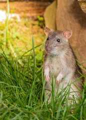 Naklejka na ściany i meble Brown Rat - in daylight foraging for food