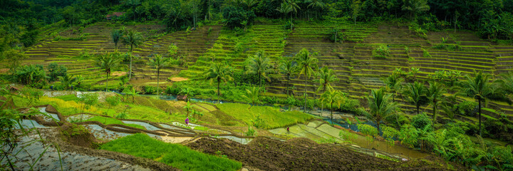 Selajambe rice field panorama