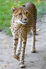 portrait of a beautiful cheetah 