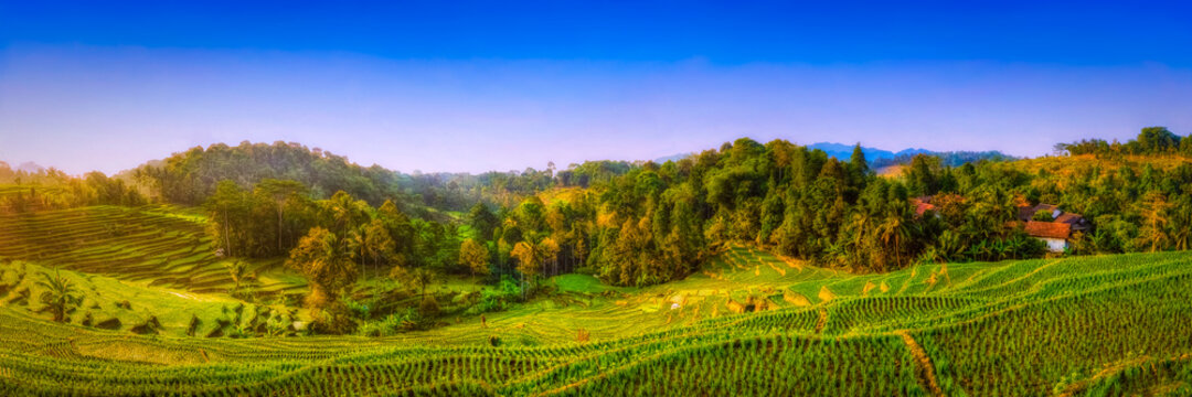Sawah Nangklak sunset panorama