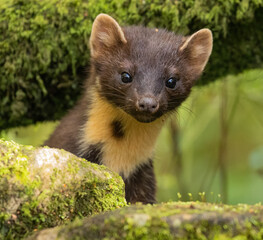European Pine Marten -  hunting in the woods