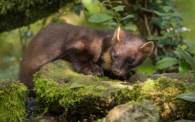 European Pine Marten -  hunting in the woods