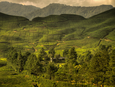 Bogor tea plantations