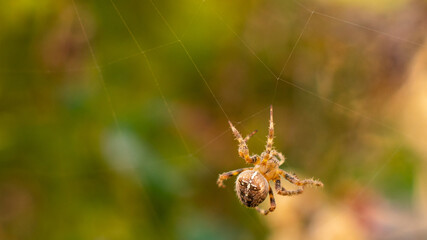Aranha