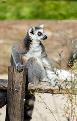 ring tailed lemur monkey on a fence 