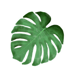 single green palm monstera leaf watercolor painting brush stroke isolated on white background - hand drawn
