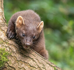 European Pine Marten -  hunting in the woods