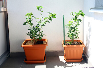 Growing frost-resistant blueberries on the balcony of the apartment.