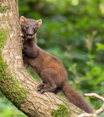 European Pine Marten -  hunting in the woods