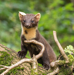 European Pine Marten -  hunting in the woods