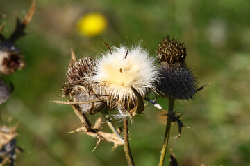 Thistle seeds